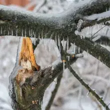 Frozen broken tree