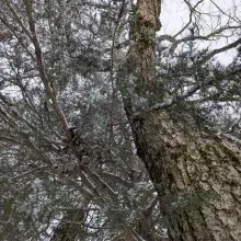 Snowy Tree