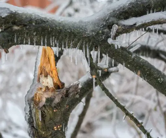 Frozen broken tree