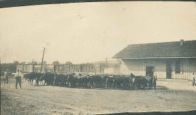 Old Depot Cattle